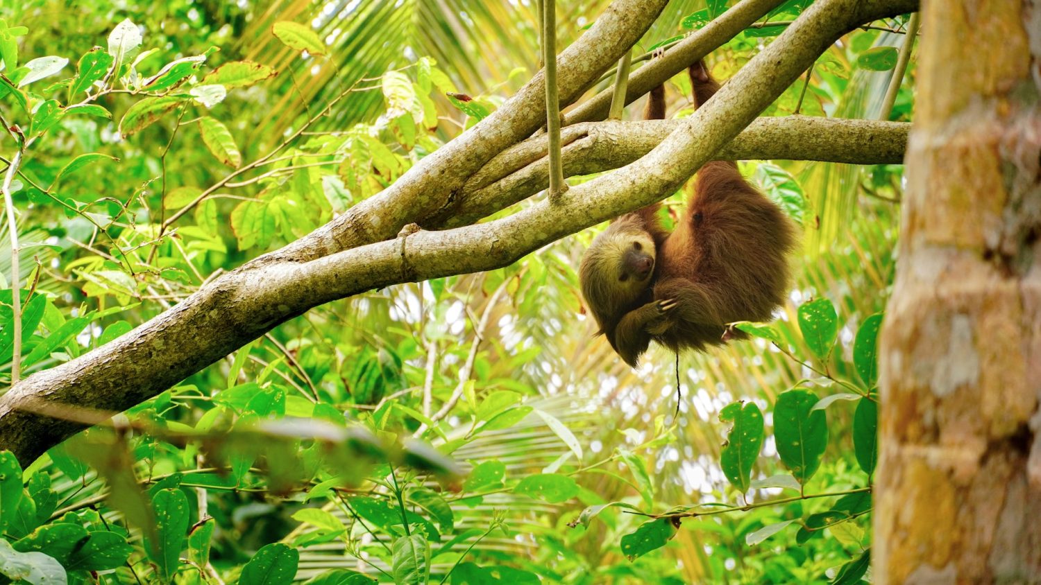 Paresseux dans un arbre, Costa Rica