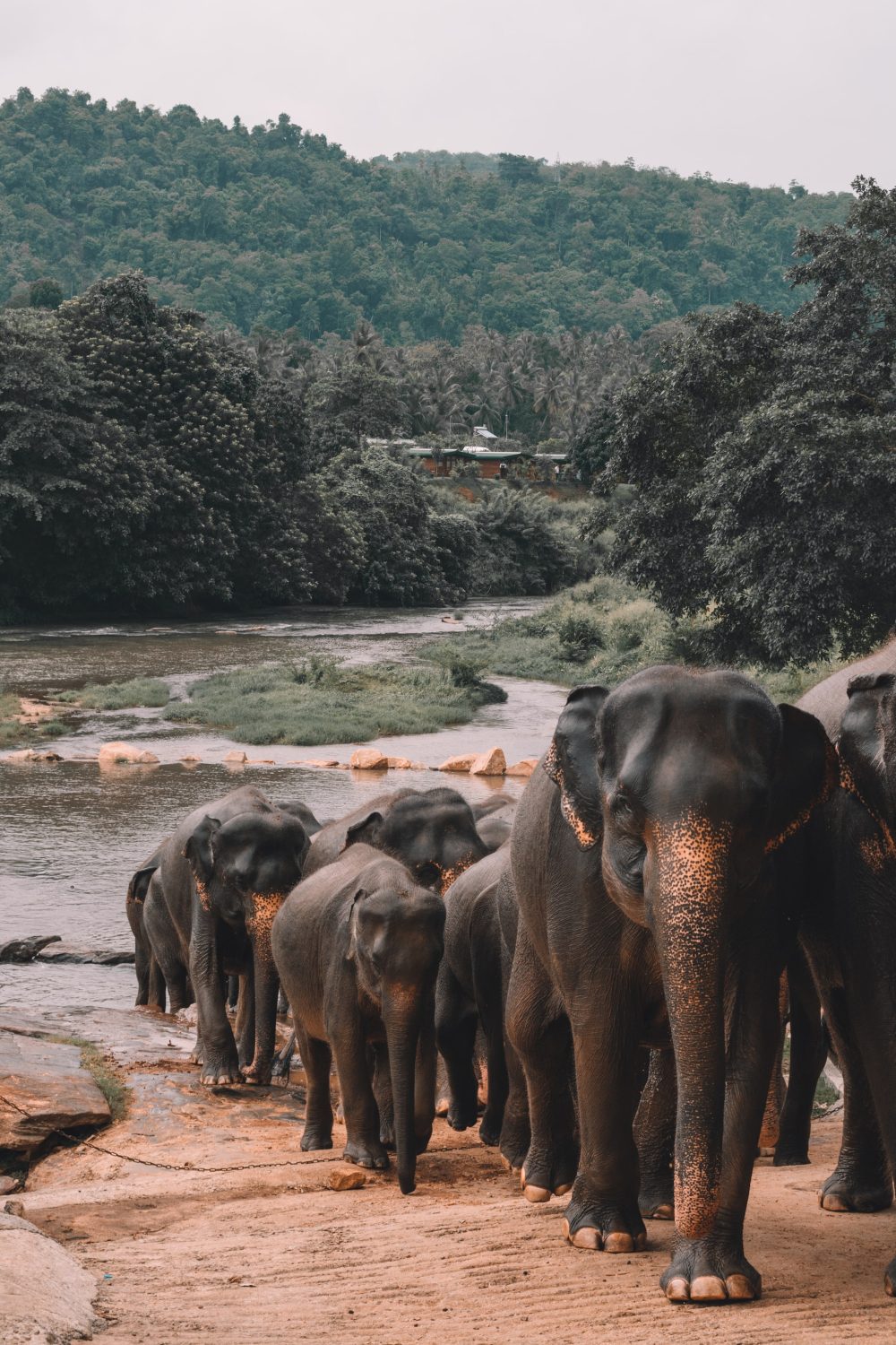 défilé d'éléphants , Sri Lanka,
