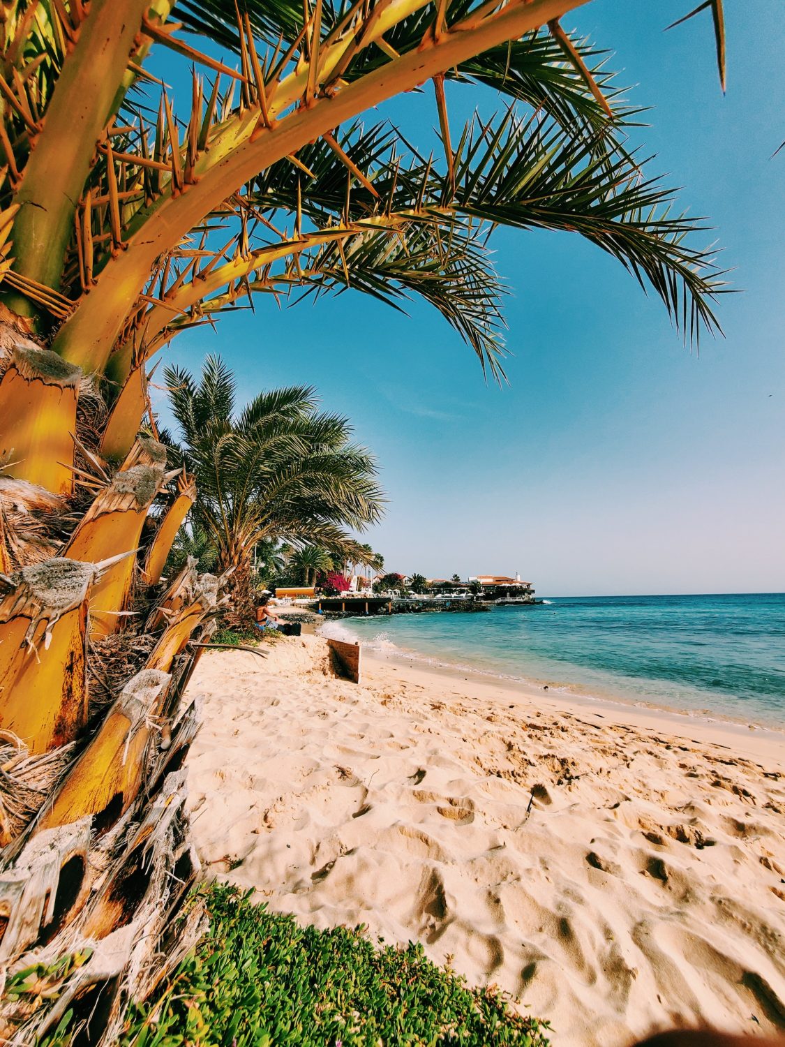 palmiers, Cap Vert